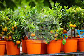 Бургас - Национална изложба на цветя „Флора Бургас 2023" - откриване