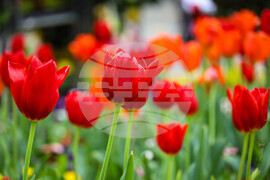 Бургас - Национална изложба на цветя „Флора Бургас 2023" - откриване