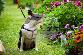 Бургас - Национална изложба на цветя „Флора Бургас 2023" - откриване