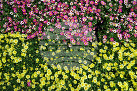 Бургас - Национална изложба на цветя „Флора Бургас 2023" - откриване