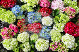 Бургас - Национална изложба на цветя „Флора Бургас 2023" - откриване