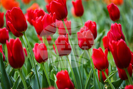 Бургас - Национална изложба на цветя „Флора Бургас 2023" - откриване