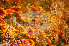 Бургас - Национална изложба на цветя „Флора Бургас 2023" - откриване