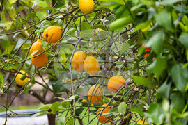 Бургас - Национална изложба на цветя „Флора Бургас 2023" - откриване