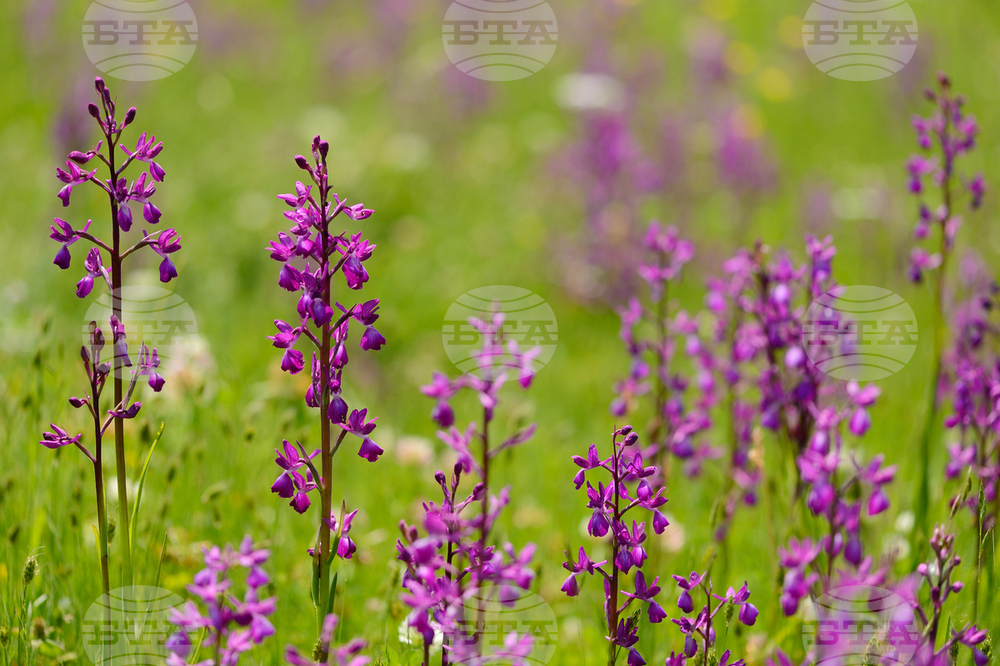 Orchid Season in Eastern Rhodopi Rewilding Area