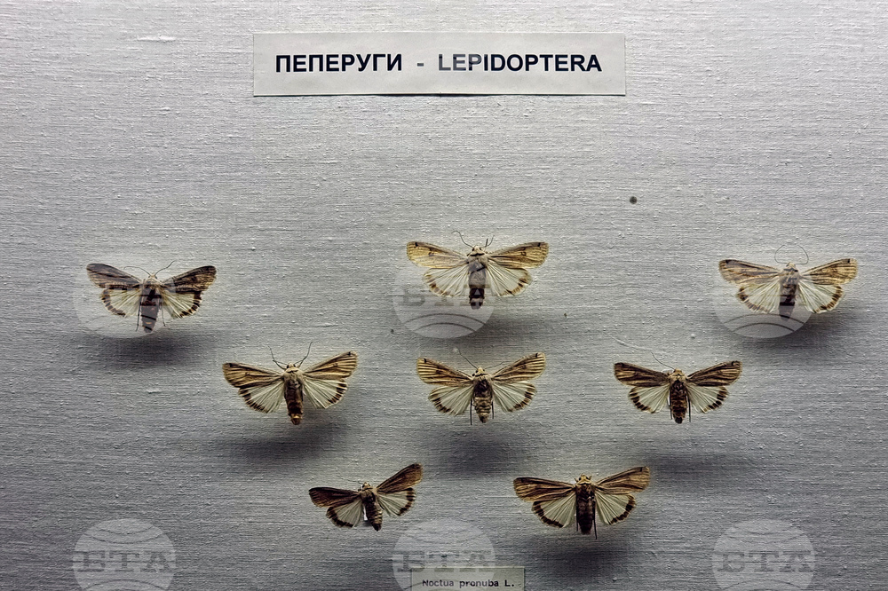 Република Северна Македония - Скопие - Природонаучен музей