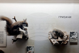 Република Северна Македония - Скопие - Природонаучен музей