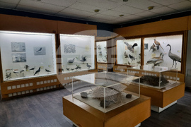 Република Северна Македония - Скопие - Природонаучен музей