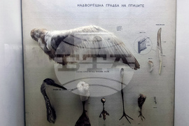 Република Северна Македония - Скопие - Природонаучен музей
