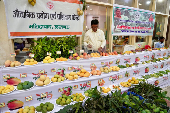 India Mango Festival