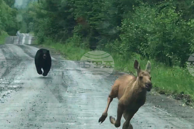 Bear Chases Moose