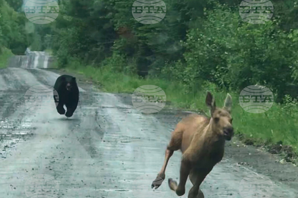 Bear Chases Moose