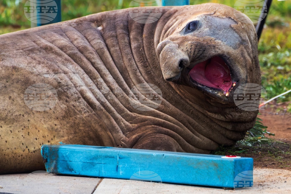 Australia Neil the Seal