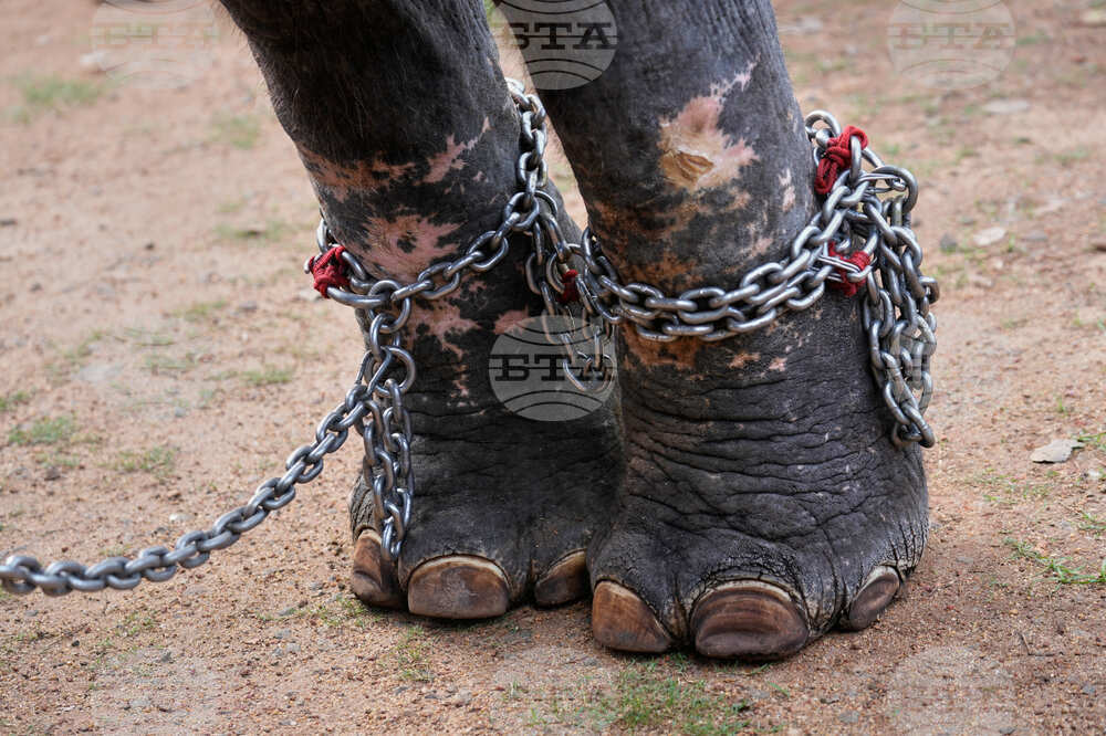 India Robotic Elephants