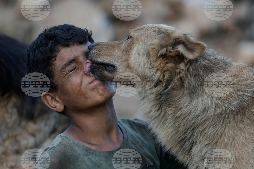 APTOPIX Lebanon Animal Shelter