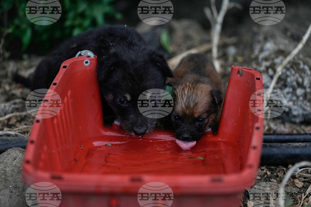 Lebanon Animal Shelter