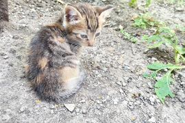 Търговище - котки