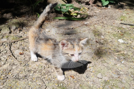 Търговище - котки
