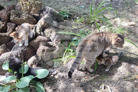 Търговище - котки