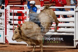 Calgary Stampede Rodeo