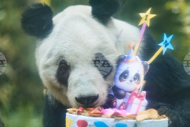 Mexico Panda Birthday