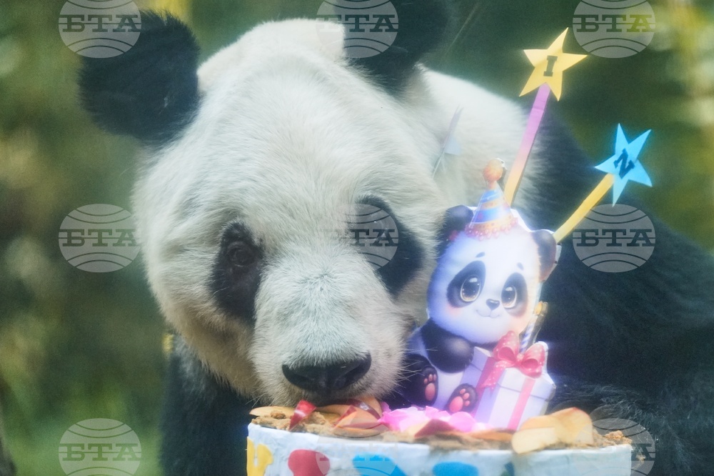 Mexico Panda Birthday