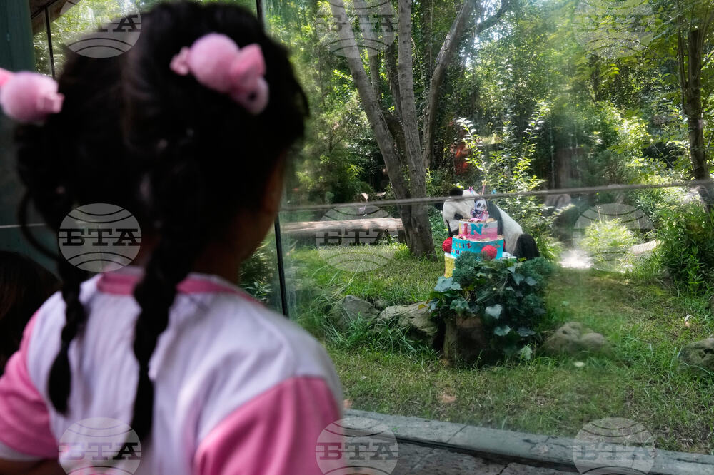 Mexico Panda Birthday