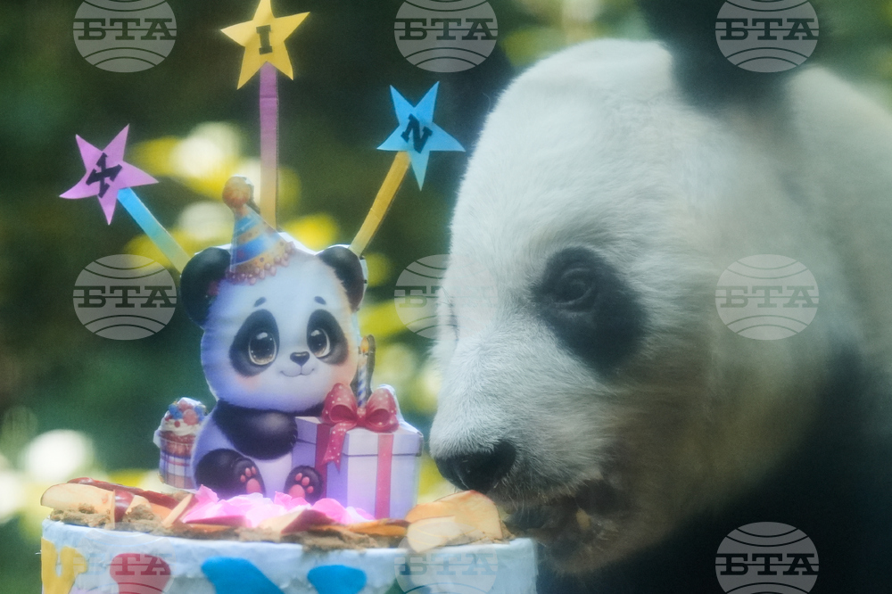 Mexico Panda Birthday
