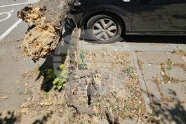 Русе - паднало дърво