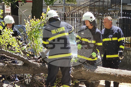 Русе - паднало дърво