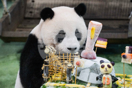 Taiwan Panda World Cup