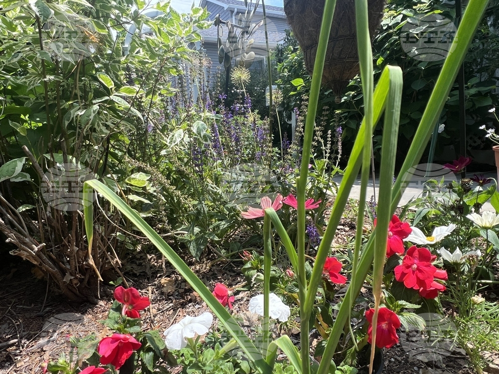 Gardening - Shade Vegetables