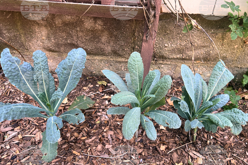 Gardening - Shade Vegetables