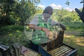 Село Каленик - най-възрастен пчелар - празник на пчеларите