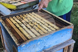Село Каленик - най-възрастен пчелар - празник на пчеларите