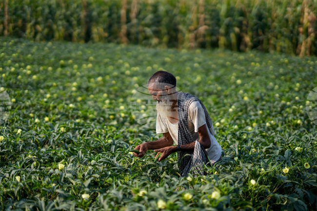 India Agriculture