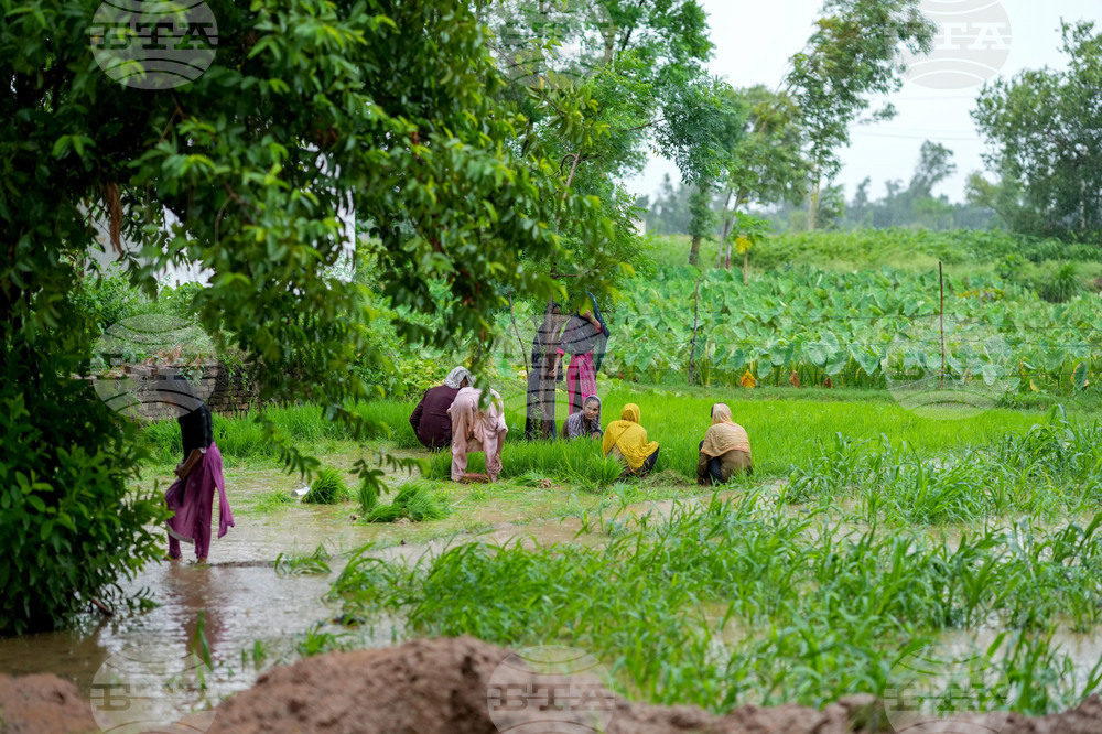 India Agriculture