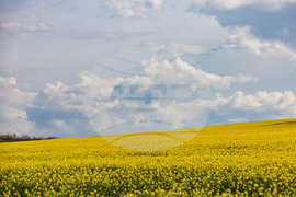 Бургас - рапицови полета - цъфтеж