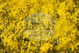 Бургас - рапицови полета - цъфтеж