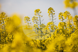Бургас - рапицови полета - цъфтеж