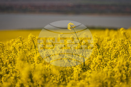 Бургас - рапицови полета - цъфтеж