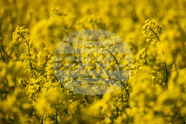 Бургас - рапицови полета - цъфтеж