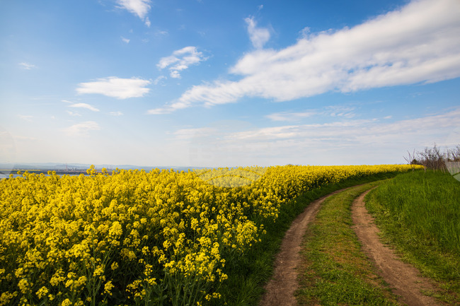 Посевите в Бургаско не са пострадали сериозно от падналата градушка, казаха за БТА от Съюза на зърнопроизводителите 