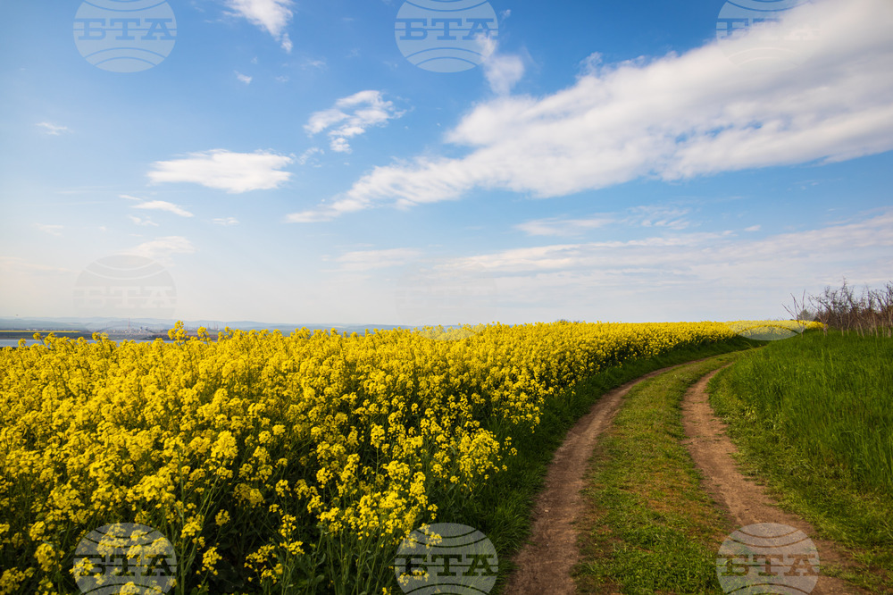 Бургас - рапицови полета - цъфтеж