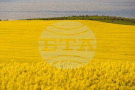 Бургас - рапицови полета - цъфтеж