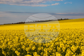 Бургас - рапицови полета - цъфтеж
