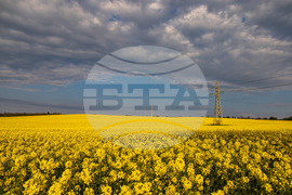 Бургас - рапицови полета - цъфтеж