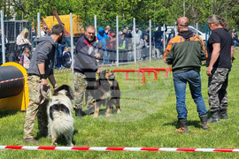 Ямбол - каракачански кучета - 41-ва национална киноложка изложба