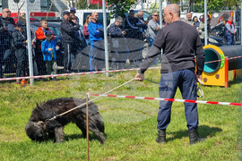 Ямбол - каракачански кучета - 41-ва национална киноложка изложба