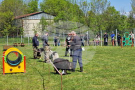 Ямбол - каракачански кучета - 41-ва национална киноложка изложба